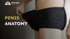Day 3 - Video 1 - Penis Anatomy Introduction - TMC Pty Ltd