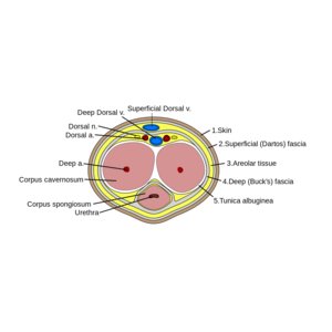 Living with erectile dysfunction - TMC Pty Ltd